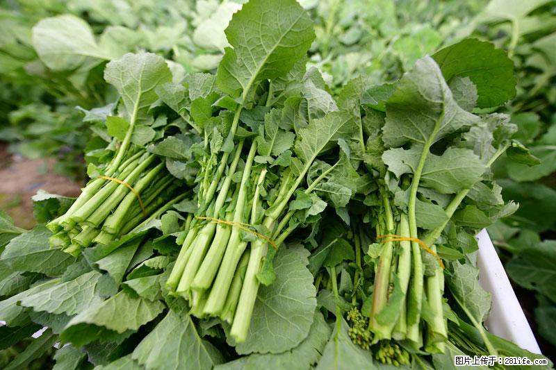 这些蔬菜是“天然钙片”，这6种被医生重点推荐 - 黄冈生活资讯 - 黄冈28生活网 hg.28life.com